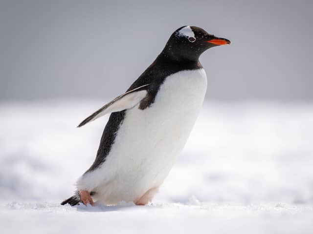 NHS up in Scotland gave the advice of waddling like a penguin to avoid slipping on the ice. Photo: Adobe