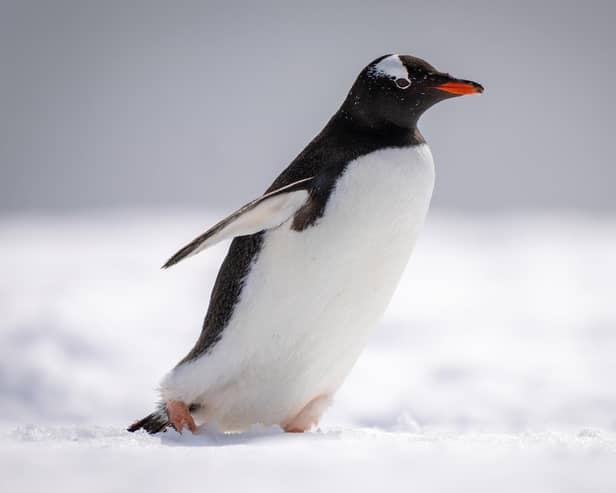 NHS up in Scotland gave the advice of waddling like a penguin to avoid slipping on the ice. Photo: Adobe
