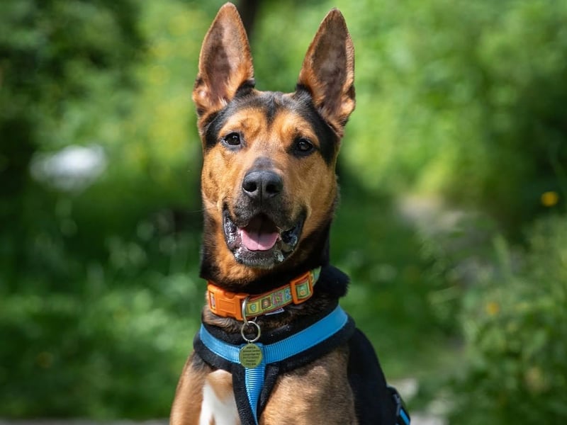 Meet tennis ball loving Ceasar who is a three-and-a-half-year-old German Shepherd cross. He loves running around the place with a soft toy or two, although some do get destuffed... His favourite toy by far is a tennis ball, he is such a good boy and will happily give you his toys for a treat or another toy. He could live with children 16+, due to his size and excitable nature. He will need a family willing to give him the time and patience he needs to find his paws.