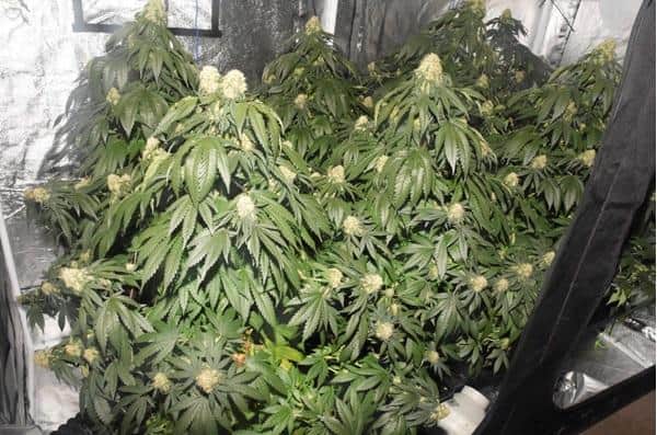 In November 2019, police raided a home in Water Lane, Preston where they found almost 60 cannabis plants growing and more of the drug bagged up. £14k in cash was also recovered from the address