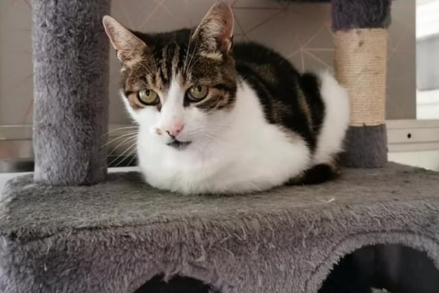 Pebbles is 10 and has found herself with the RSPCA after her owner sadly passed away. Pebbles is still settling into cattery life but so far it seems as though she mostly enjoys a quiet life of sitting on her cat tower minding her own business! She would like to be the only pet in the home, with any children being 16+