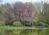 At this time of year cherry trees – both fruiting and ornamental – produce spring blossom in abundance which is much loved by bees
