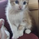 This little kitten has the look of a Luna