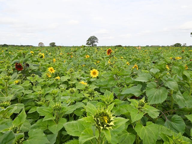 Bretherton Sunflowers fields are open for 2026.