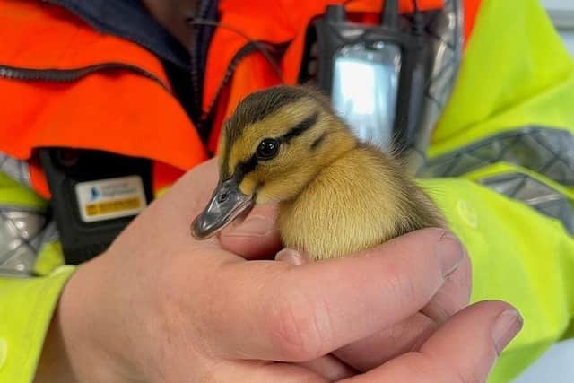 One of the rescued ducklings