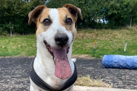About Clover...Little Clover is looking for a new home as he wasn't getting on with the young children he lived with. Due to this we are looking for an adult only home.