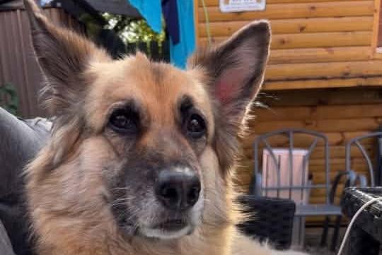 Eight-year-old German Shepherd Roxie.