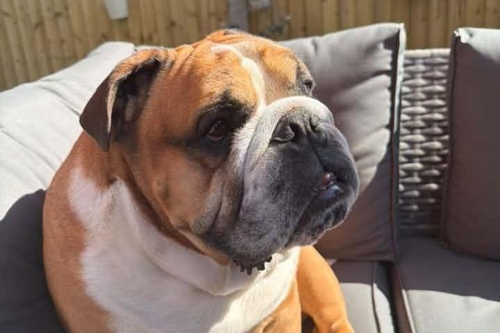 Meet Boris the stubborn Bulldog.