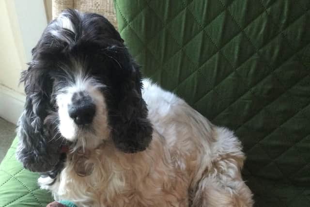 10-year-old Cocker Spaniel Ghillie was facing a life-threatening illness and needed two blood transfusions to help save her life.