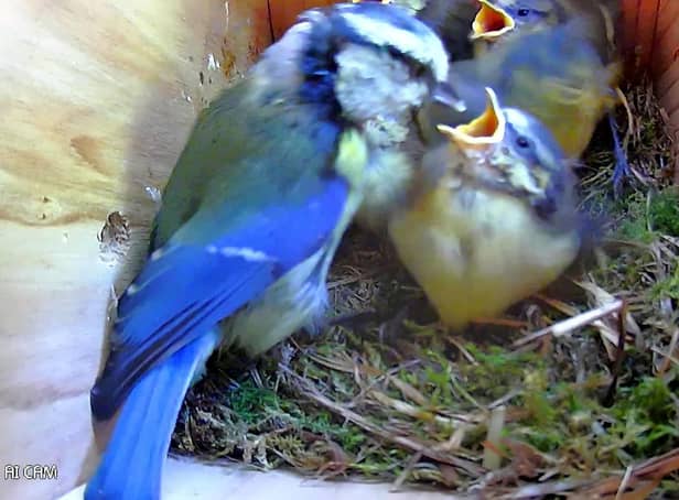 An amateur wildlife photographer has shared footage of a nest of seven blue tit babies