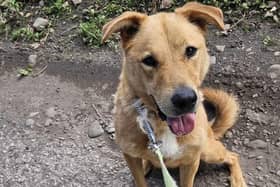 Rescue dog Bear who is currently in kennels at Sakimas Sanctuary, Preesall, Lancashire, is in danger of being transported back to Romania if an owner cannot be found for him