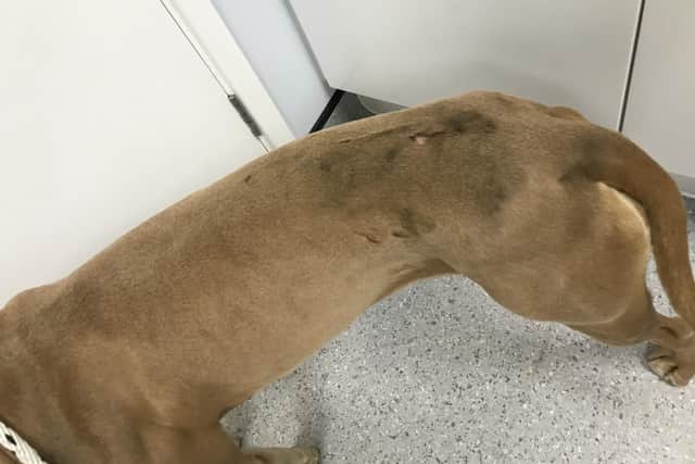 Cali the dog ended up covered in oil and injured after her owner let her roam without a lead at Bare Lane train station.