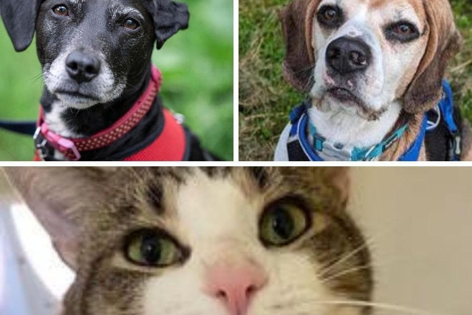 Take a look at 8 gorgeous fur babies current living in the RSPCA and need adopting