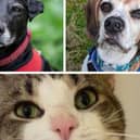 Bella, Dodger and Gerald are just some of the many animals currently in the RSPCA's care that are in need of a loving home.