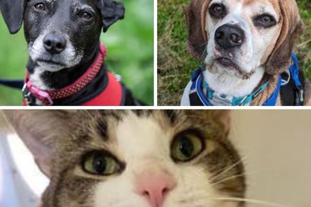 Bella, Dodger and Gerald are just some of the many animals currently in the RSPCA's care that are in need of a loving home.