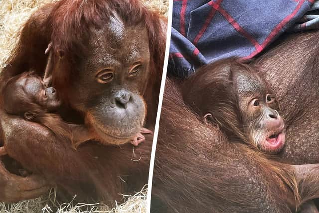 Jingga and baby - a critically endangered orangutan who has been born at Blackpool Zoo