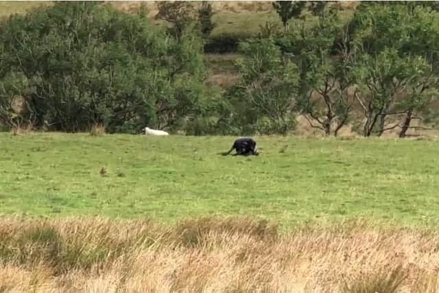 They had just passed Jacob’s Ladder when the pair spotted what they thought was a wild cat in a nearby field.