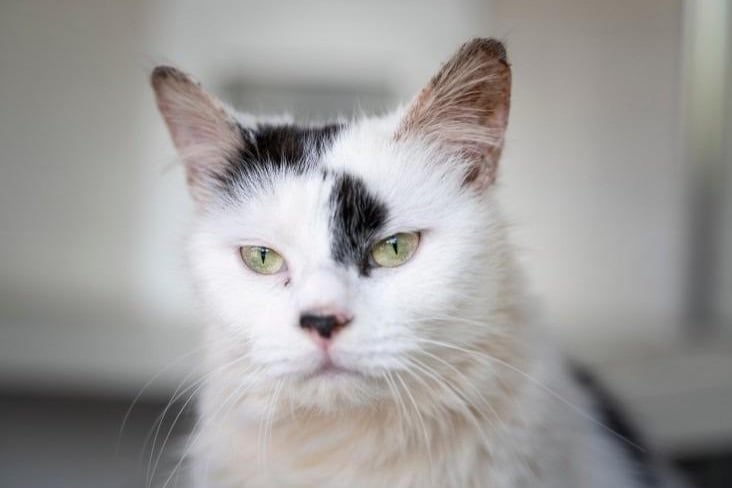 Missy is a loving and charismatic three-year-old domestic semi-long hair girl. The way to this girl's heart is definitely head scratches and she is very content with sitting on your lap, and making biscuits. She has also hopped onto a couple of shoulders. Missy can live with children of any age and may be able to live with an older cat who is relaxed and not going to want to play or be in her personal space but no dogs.