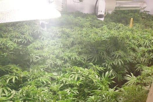 Over 300 cannabis plants were found after police raided an address in Hyndburn (Credit: Lancashire Police)