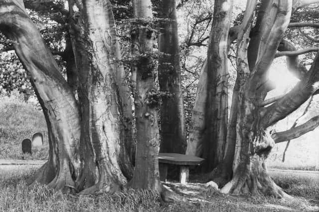 Another image that wasn't taken in the 60s or 70s. It shows the ancient beech trees on Worden Park in Leyland. But how do you know if a tree is ancient? Give it a hug! If it takes three adults to hug an oak tree, then it’s officially ancient. And if you find a beech tree that needs two hugs, then that’s ancient too