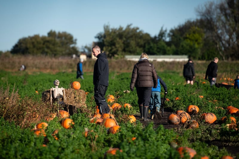 Pumpkin picking has returned just in time for Halloween at Farrington Moss