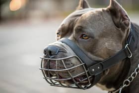 In January 2024, the Government implemented new rules about XL Bully dogs following a number of attacks and incidents across the UK. It is now a legal requirement for all XL Bully dogs within the UK to be kept on a lead and muzzled out in public and owners must have a certificate of exemption. Commenting on the data, Chief Inspector David Nicholls said: “We have had to adapt quickly as a force following the introduction of the ban on XL Bully dogs and this law change has had a significant impact on the number of dangerous dog incidents reported to us."