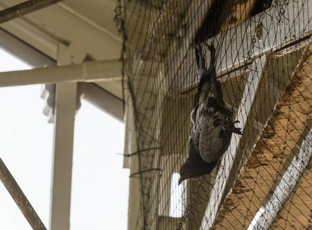A pigeon became entangled in the netting at Preston railway station. (Credit: Kelvin Stuttard)