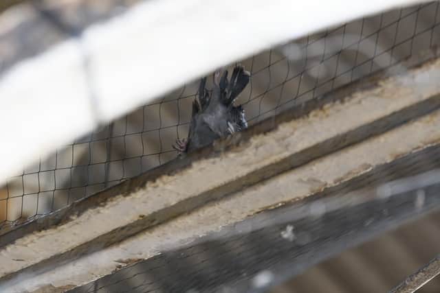 Animal rescue charities and residents criticised Network Rail for their slow response to rescue the bird. (Credit: Kelvin Stuttard)