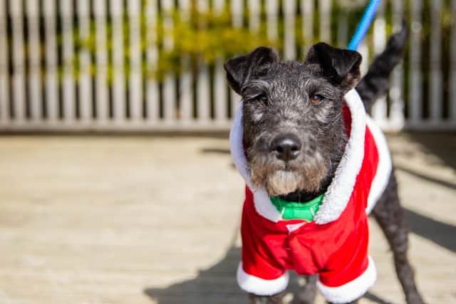 1.8 million dogs have been given up so far this year, but recent figures show rehoming has dropped 8% since last year (PMFA).