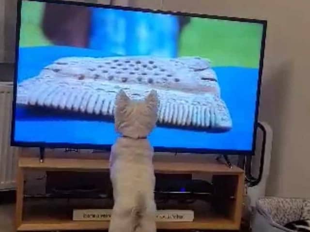 Walter the Westie never likes to miss an episode of his favourite programme 'The Antiques Roadshow'