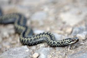 Steve has a fear of snakes. Photo: Ian Rutherford