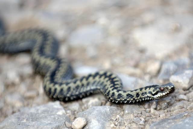 Steve has a fear of snakes. Photo: Ian Rutherford