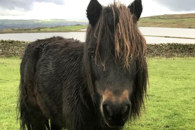 A Shetland Pony was one of the animals neglected