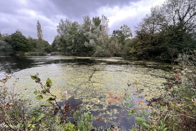 Weeds in the lake