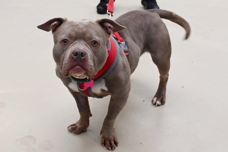 Four-year-old XL Pocket-type Bully Moon, who has been bred in the past has had a rough start including having to have life saving surgery and is in need of a loving family. She is described as full of love and affection, who wants to be pampered and loves doing zoomies