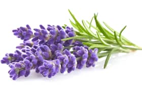 Lavender known to aid sleep (photo: Adobe)