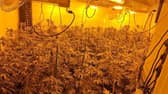 An example of an illegal cannabis farm like the one discovered in Infirmary Road, Blackburn
