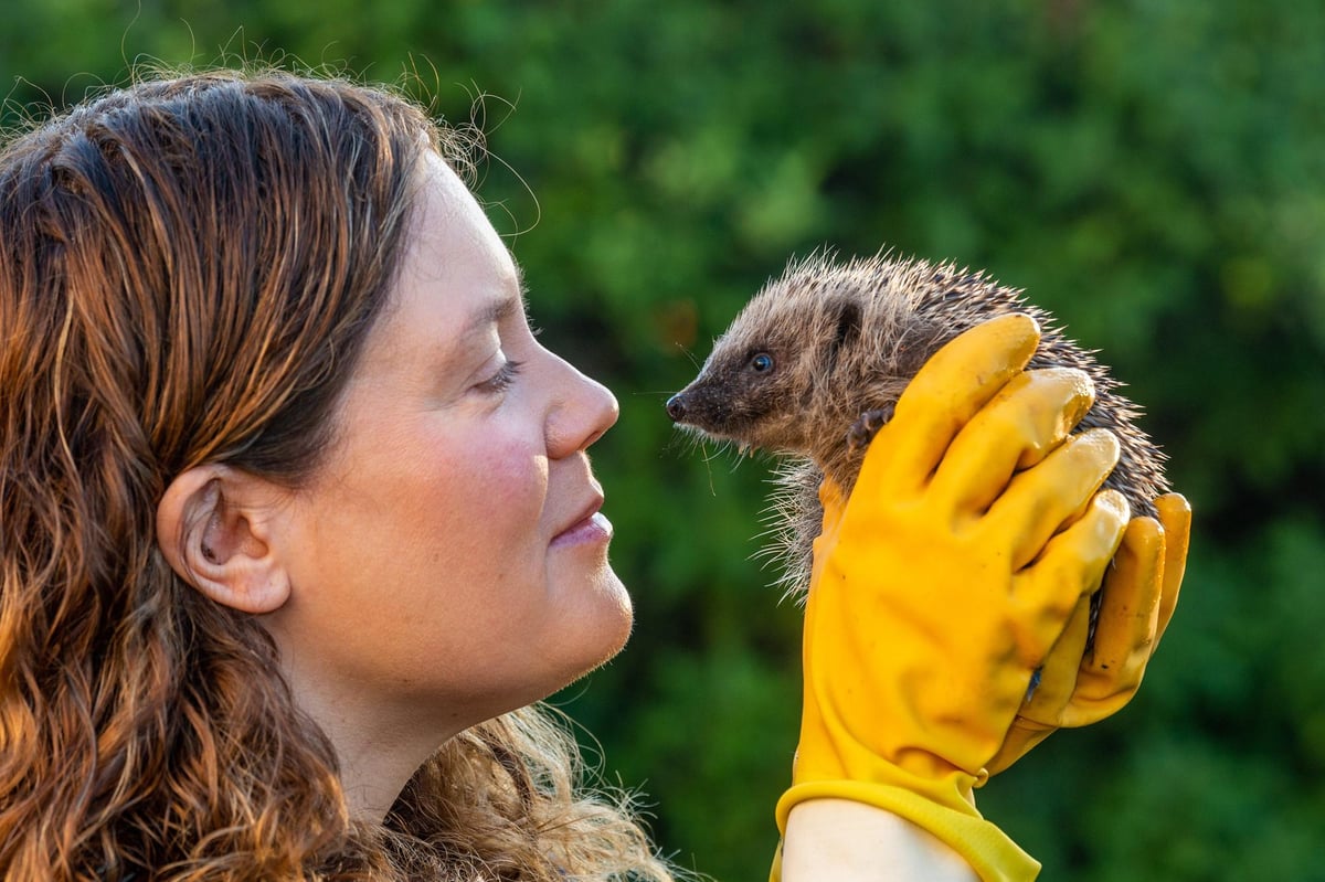 Top 7 ways to protect garden wildlife this autumn