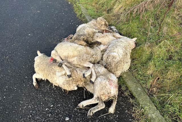 Distressing image: Dead sheep and lambs are being dumped in lay-bys