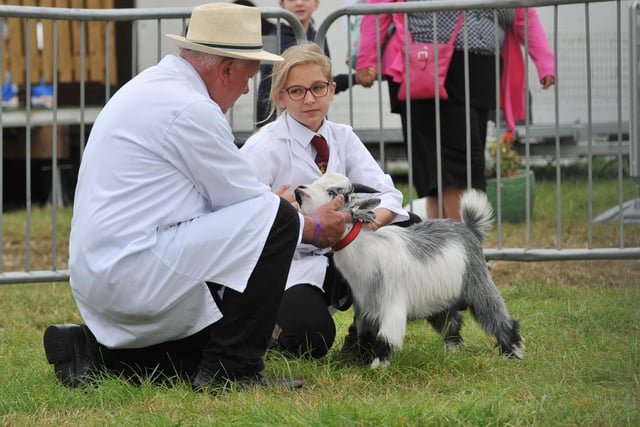 A fine young goat on show at this year's Garstang Show