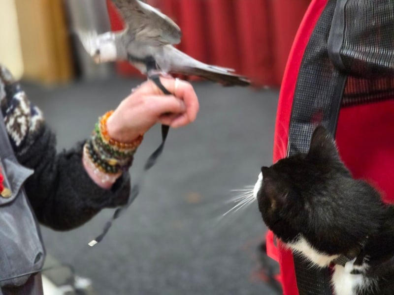 Spud meets a cockatiel!