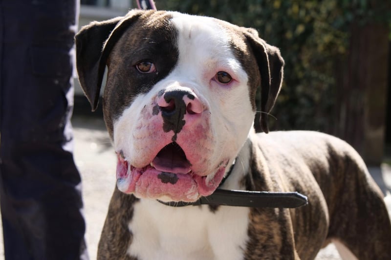 American Bulldogs are being targeted in Lancashire, with five stolen in 2021 and 2022.