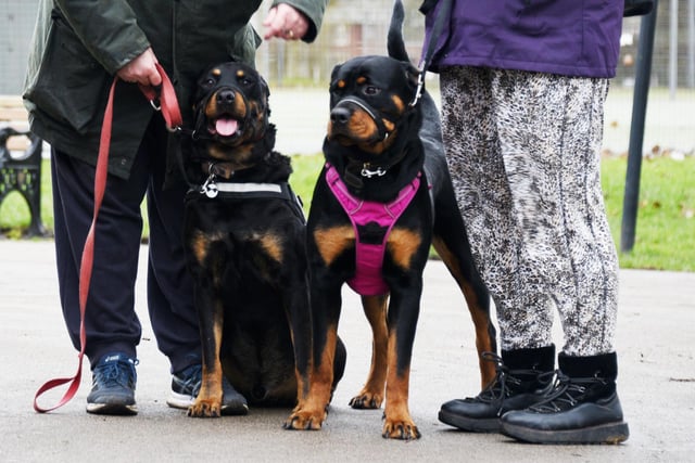 Dog owner meet up for a group walk around Stanley Park Blackpool, and hope to raise awareness of safety around reactive dogs.