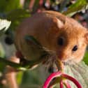 A native hazel dormouse. Credit Kerstin Hinze.