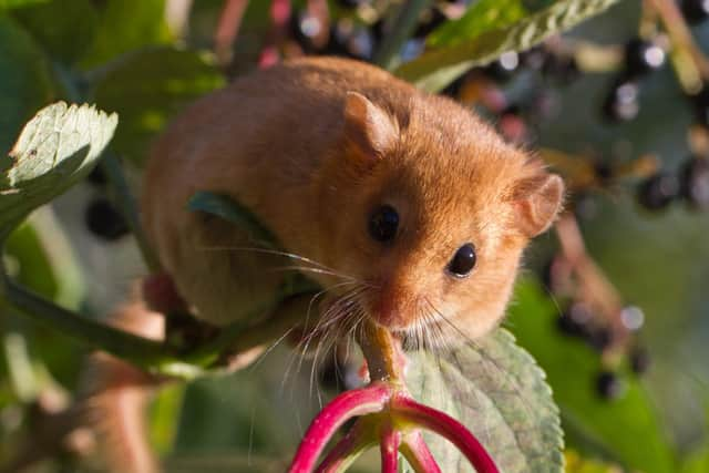 A native hazel dormouse. Credit Kerstin Hinze.