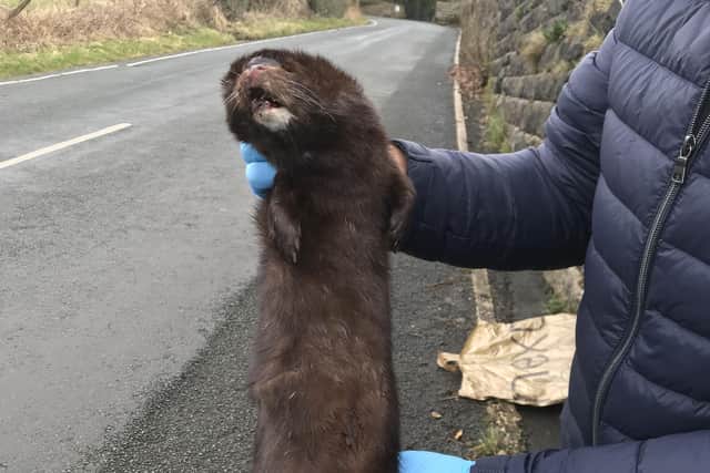 The American mink which was found on the Heapey Reservoir in Chorley