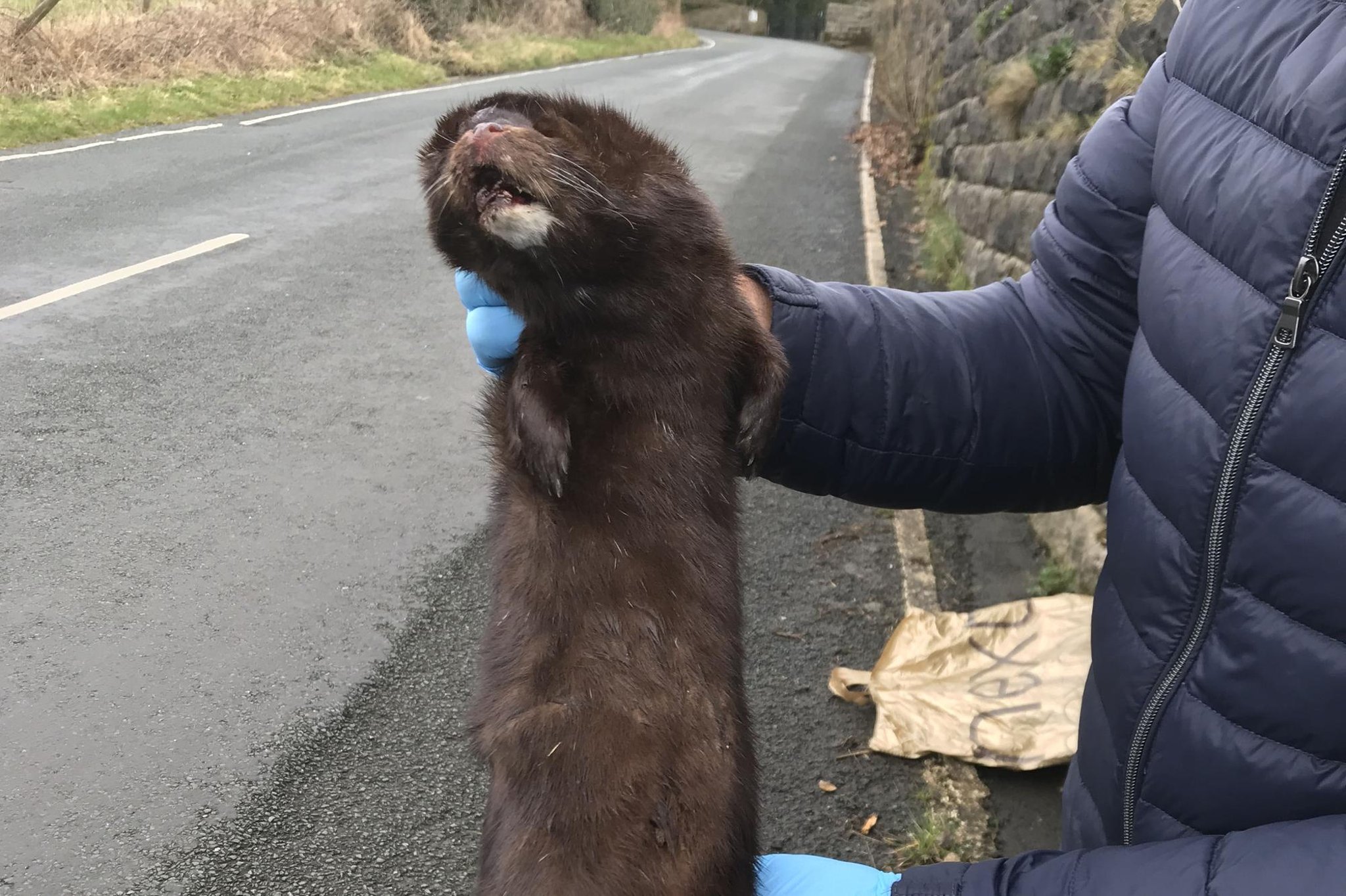 Man finds dead "voracious predator" at reservoir and decides to play undertaker