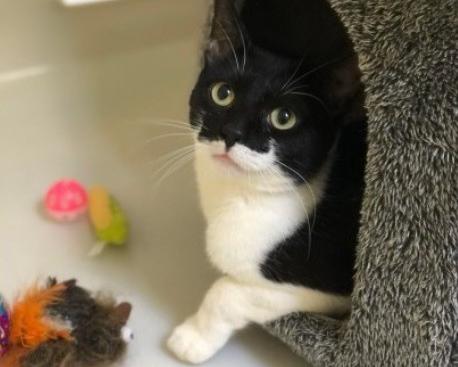 Breed: Domestic shorthair.
Age: Approximately 1.
The RSPCA say: Jasper is a nervous boy who needs time to learn people are good and the world isn’t so scary. He has come from a household with lots of other cats so he has never had any socialisation, so he is very nervous and skittish. Jasper is looking for a quiet home with lots of safe hidey spaces with no other animals due to him being nervous and he deserves his own space after living with so many other animals and children over the age of 10 who are quiet and understanding of a nervous cat.