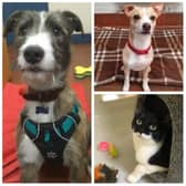 Can you offer a loving home to one of these adorable animals?