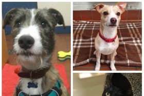 Can you offer a loving home to one of these adorable animals?